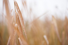 Raindrops On Common Reed (Phragmites Australis). Selective Focus And Shallow Depth Of Field.
