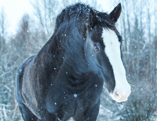 Wall Mural - Braving the cold temperature of winter on the Prairie, a lone Clydesdale comes to visit me