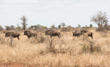 Fototapeta Sawanna - Wild animals in the dry steppe of Kruger Park
