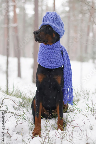 hats for dogs with cropped ears