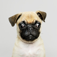 Sticker - Adorable Pug puppy solo portrait