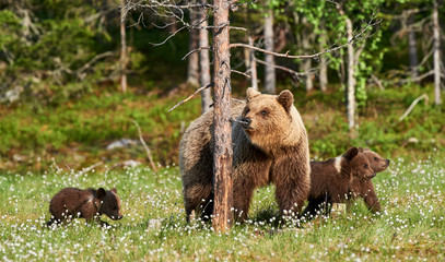 Wall Mural - Female brown bear and her cubs