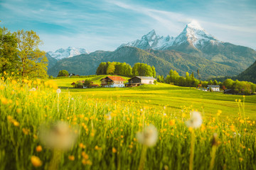 Wall Mural - idyllic landscape in the alps with blooming meadows in springtime