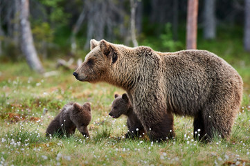 Wall Mural - mother bear and cubs