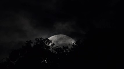 Wall Mural - Full moon rising behind trees.