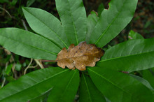 Brown Autumnal Leaf In The Middle Of A Botanic Green Plant