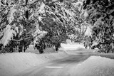 Fototapeta  - road in winter forest