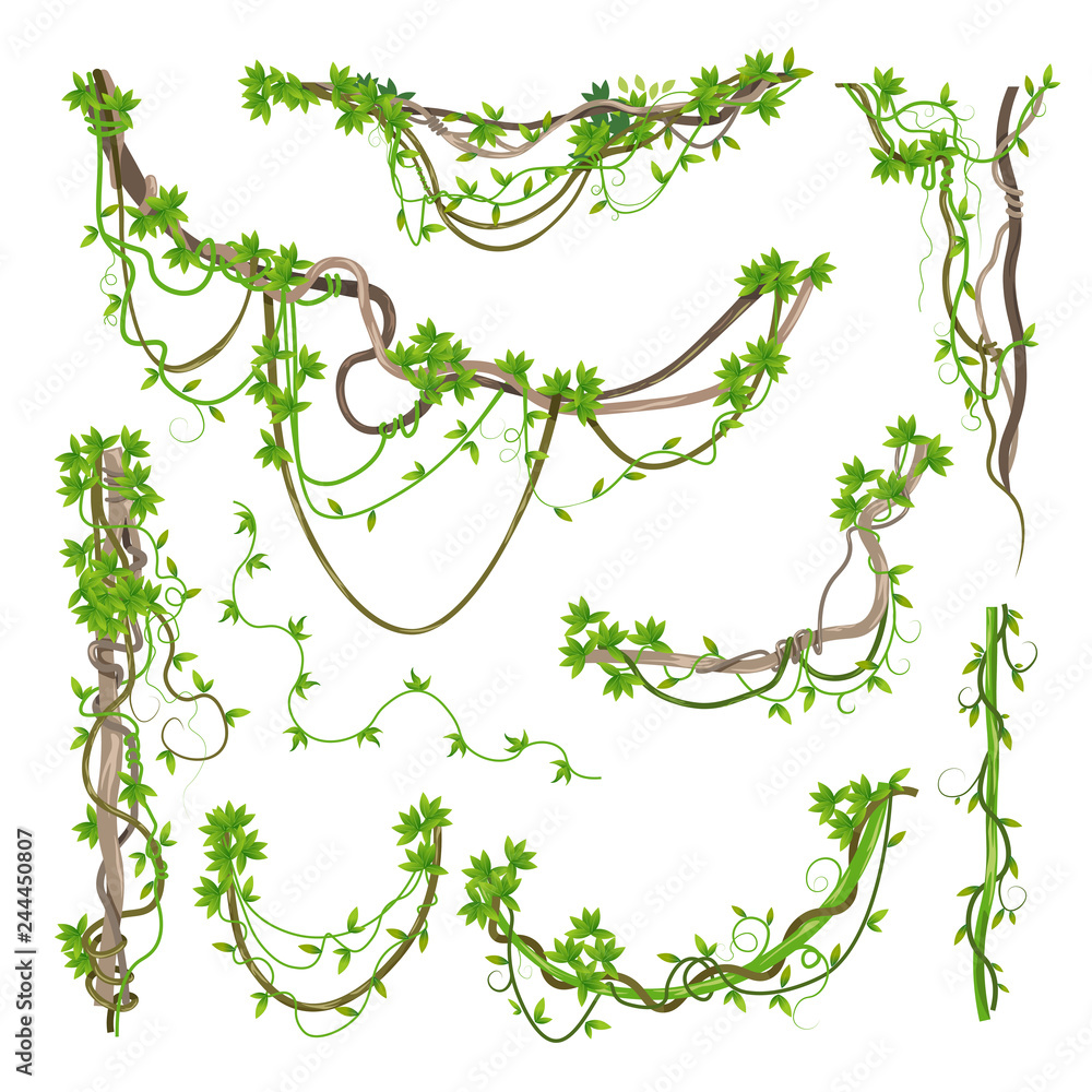 Liana or jungle plant greenery winding branches - obrazy, fototapety, plakaty 