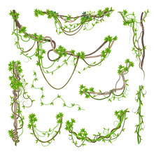 Liana Or Jungle Plant Greenery Winding Branches