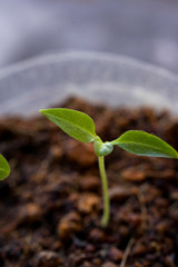 Little Green Plant or Tree with Dirt and soil