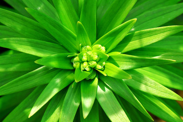 Vivid green spring spring plant