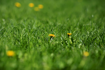 Photo of yellow dandelion flowers close-up on natural blurred background.