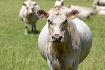 Wall Mural - Curious white charolais cattle in a field in New Zealand