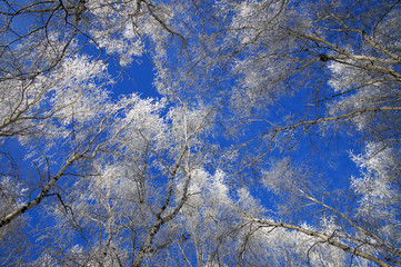 Landscape Winter Forest. Birch covered with snow and hoarfrost on a clear winter day