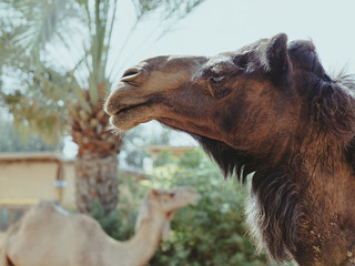 Portrait of two camels - black and white