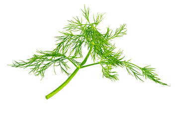 Fresh dill herb isolated on white background