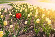 A Single Red Tulip Blooming Among A Field Of Yellow