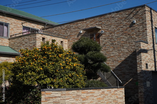 みかん 庭付き 一戸建て 住宅 住居 日本 東京 Buy This Stock Photo And Explore Similar Images At Adobe Stock Adobe Stock