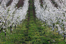 Cherry Orchard Landscape Nature Spring Season