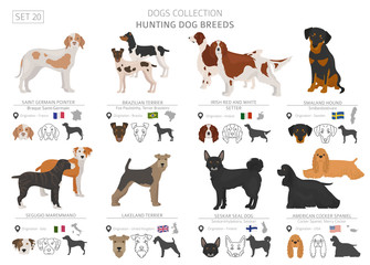 Wall Mural - Hunting dogs collection isolated on white. Flat style. Different color and country of origin