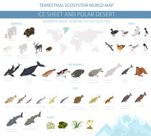 Ice Sheet And Polar Desert Biome. Isometric 3d Style. Terrestrial Ecosystem World Map. Arctic Animals, Birds, Fish And Plants Infographic Design