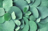 Fototapeta  - Fresh eucalyptus leaves. Flat lay, top view. Nature green Eucalyptus leaves  background