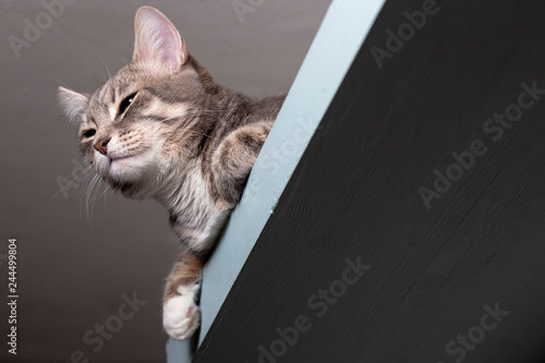 Calm Cat In Zen Resting On A Shelf Hanging Under The Ceiling Buy