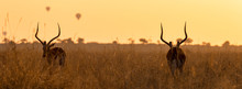 Impalas And Balloons At Dawn In The Masai Mara, Kenya.Hot Air Balloons Can Be Seen In The Sky In The Distance