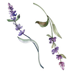 purple lavender floral botanical flower. watercolor background illustration set. isolated lavender i