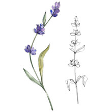 Purple Lavender Floral Botanical Flower. Watercolor Background Illustration Set. Isolated Lavender Illustration Element.