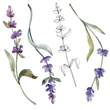 Purple Lavender Floral Botanical Flower. Watercolor Background Illustration Set. Isolated Lavender Illustration Element.