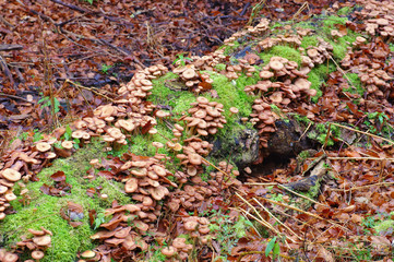 Poster - Gemeiner Hallimasch ,Armillaria ostoyae -  honey fungi or Armillaria ostoyae in autumn forest