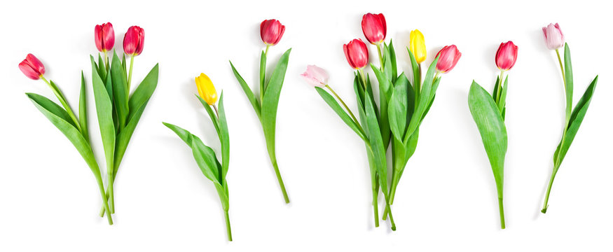 tulip flowers set isolated on white with clipping path included
