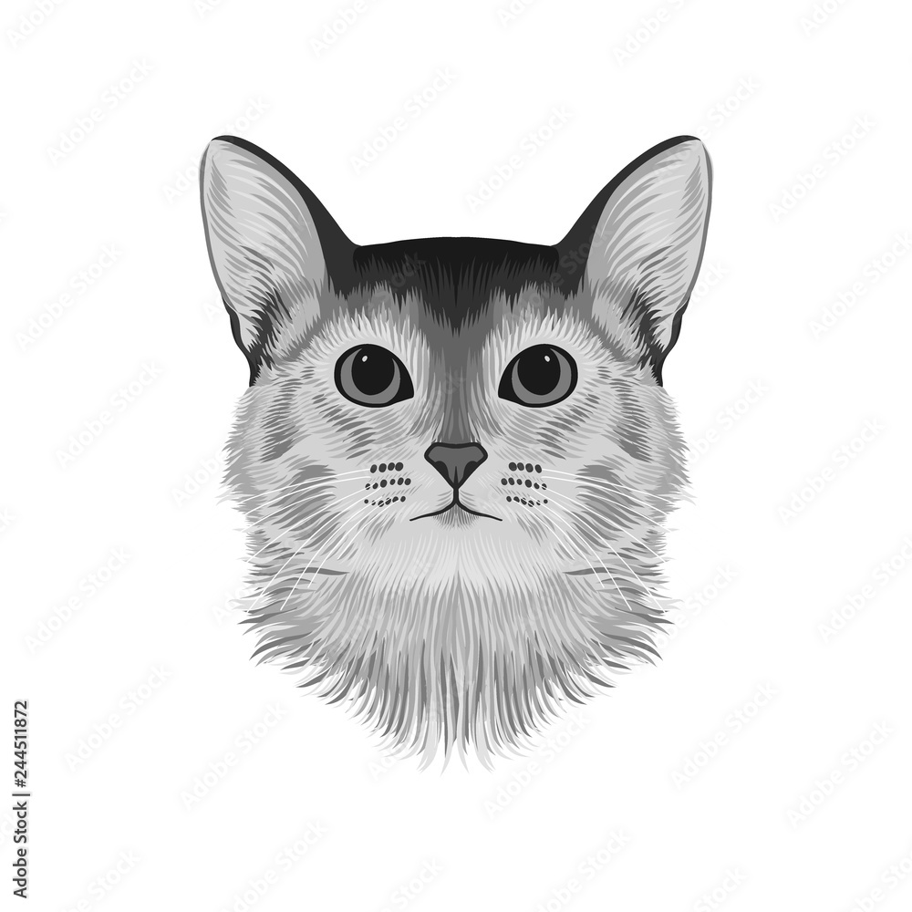 Abyssinian cat head avatar, black and white sketch drawing, hand drawn ...