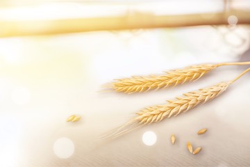 Wall Mural - Closeup of Golden Barley / Wheat Plants