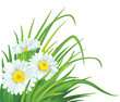 Spring background with daisies and fresh green grass. Vector illustration
