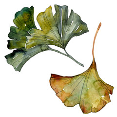 Yellow green ginkgo biloba leaf. Watercolor background illustration set. Isolated ginkgo illustration element.