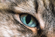 Blue Eyes Cats Close-up