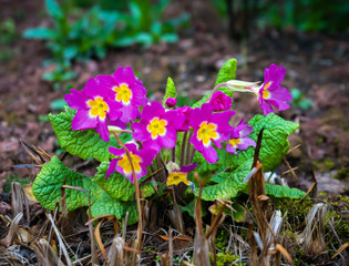 Wall Mural - Perennial pink primrose or primula in the spring garden.