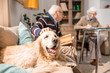 © Seventyfour - Portrait of adorable golden retriever dog sitting on couch with senior couple in sunlit living room, copy space