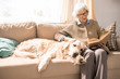 © Seventyfour - Portrait of adorable golden retriever dog sitting on couch with senior woman in sunlit living room, copy space