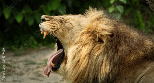 Zdjęcie XXL męski lew ziewający na wolności