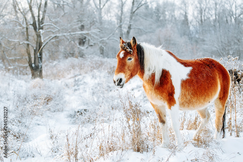Brown And White Or Pinto Colored Icelandic Horse In The Snow