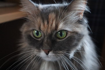 beautiful fluffy grey cat scratching his chin, cloes up