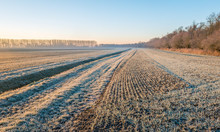 Dutch Agricultural Area With Winter Wheat Sown In Rows And A Ditch On A Cold Winter Morning