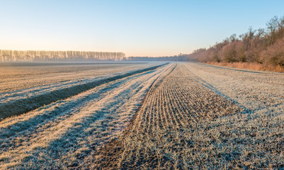 Dutch agricultural area with winter wheat sown in rows and a ditch on a cold winter morning