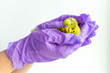 Yellow budgie in the hands of a doctor. 
Doctor's hands in latex gloves holding an exotic bird