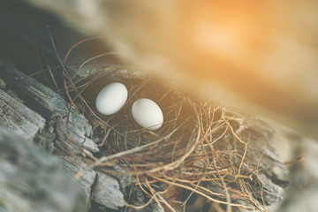 White Bird eggs hatching under the giant wooden plate.