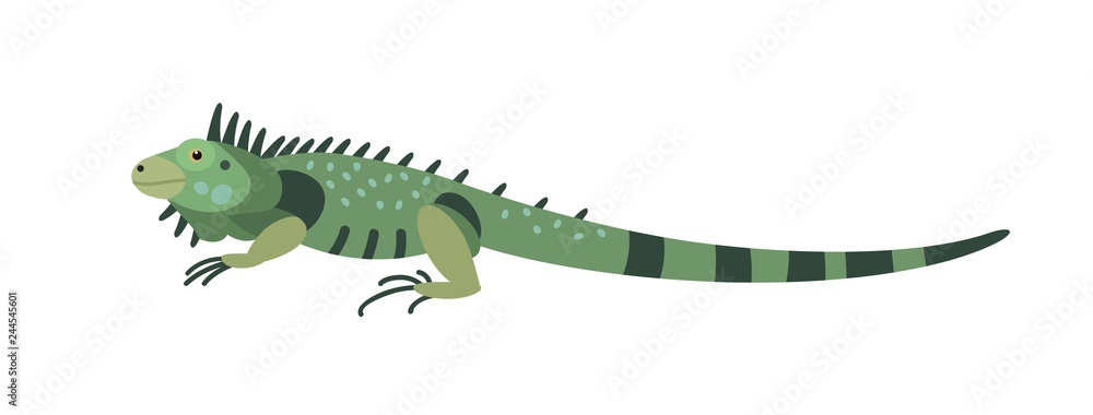Green iguana isolated on white background. Gorgeous carnivorous exotic animal. Beautiful wild predatory reptile or lizard of South America. Colorful vector illustration in flat cartoon style. - obrazy, fototapety, plakaty 