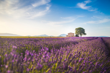 Wall Mural - Lavender fields near Valensole, Provence, France